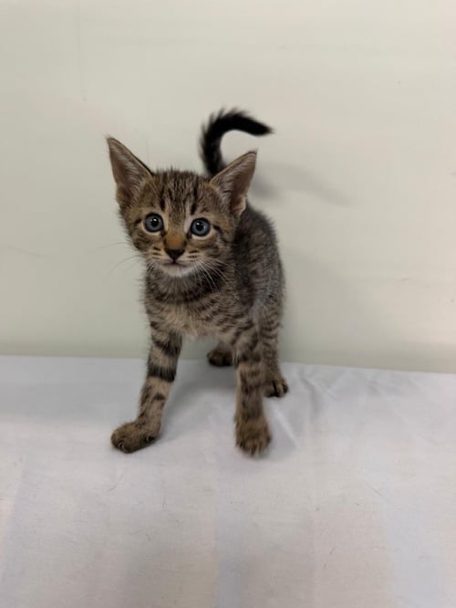 MARIANO - Domestic Medium Hair available for adoption
