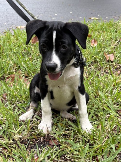 LALA - Poodle (unknown type) available for adoption