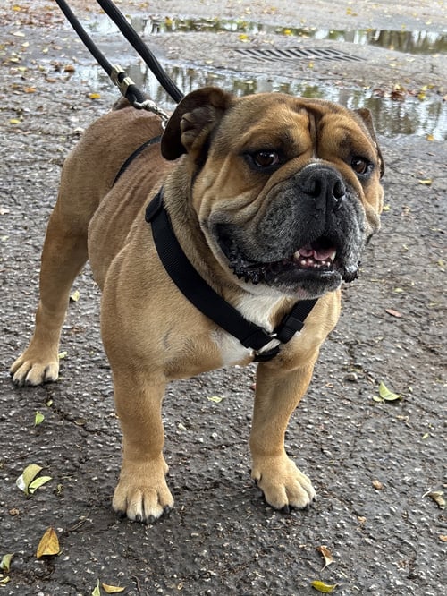 DIESEL - English Bulldog available for adoption