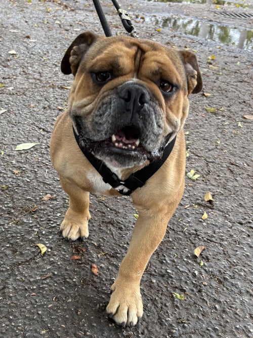 DIESEL - English Bulldog available for adoption