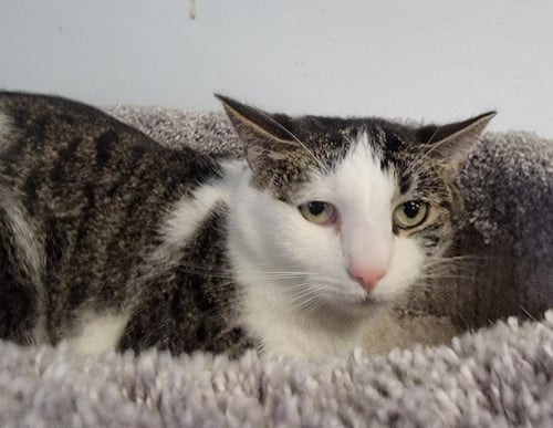TAYLOR - Domestic Short Hair available for adoption