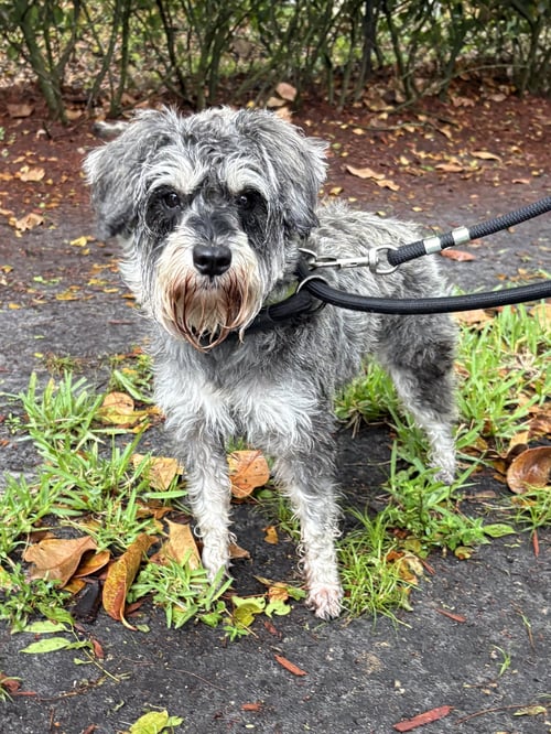 MINNIE - Schnauzer available for adoption