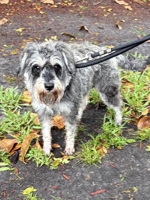 MINNIE - Schnauzer available for adoption