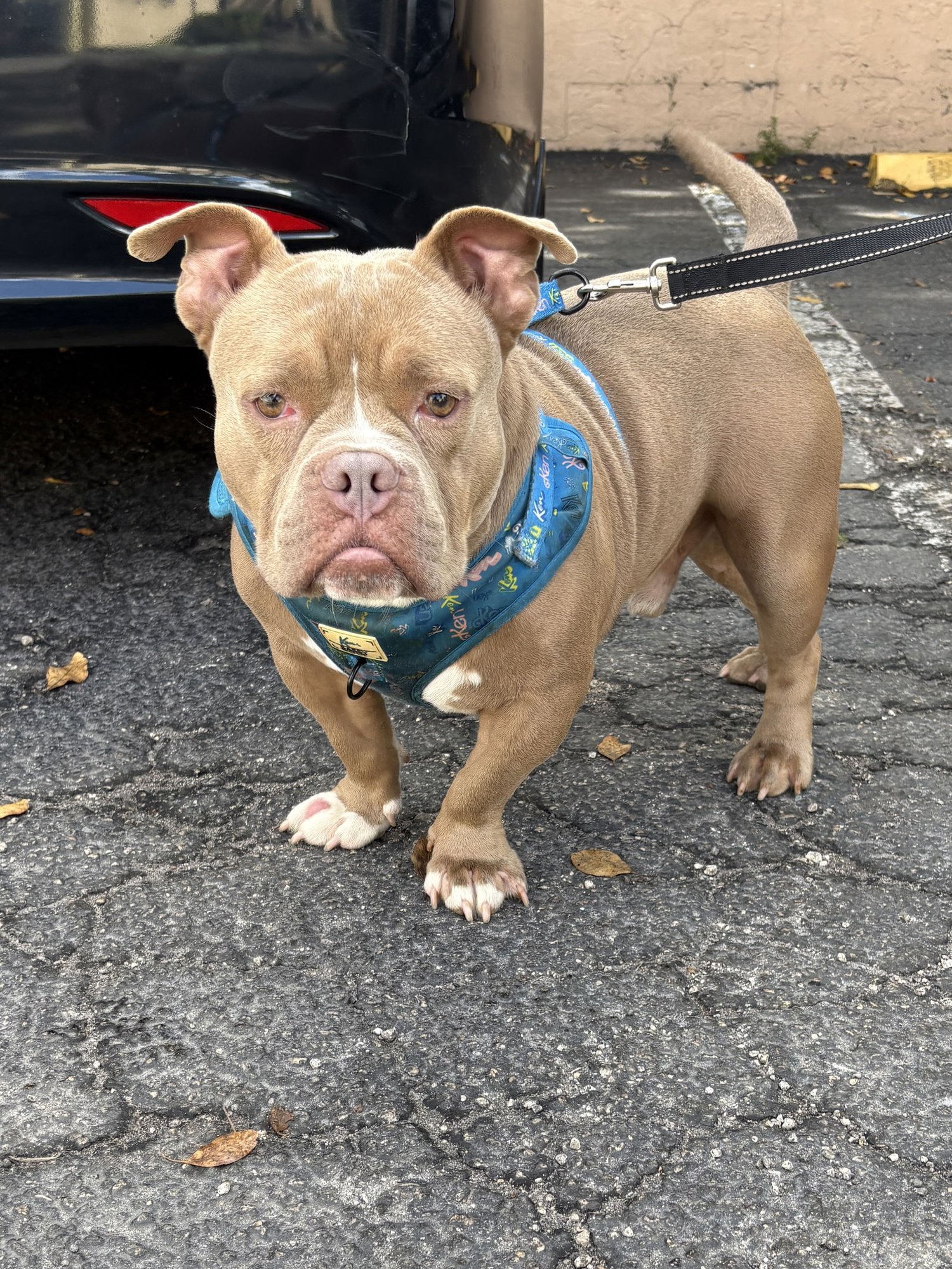 BRUCE - American Bulldog available for adoption