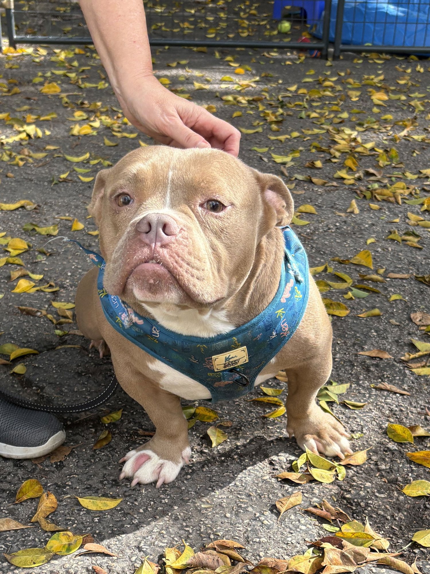 BRUCE - American Bulldog available for adoption