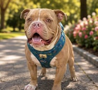 BRUCE - Photo 4