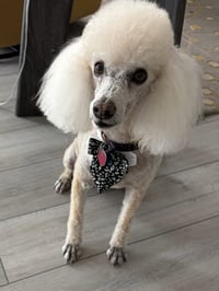 JAKE - Photo 1