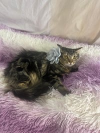 LUNA - Photo 4