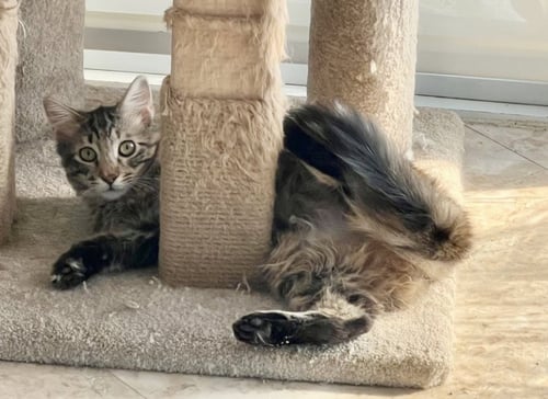 LUNA - Domestic Medium Hair available for adoption