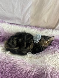 LUNA - Photo 11