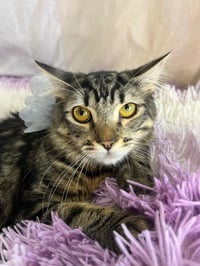 LUNA - Photo 8
