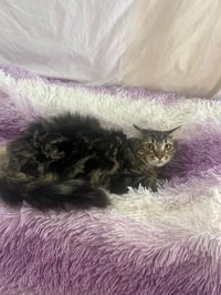 LUNA - Photo 9