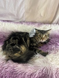 LUNA - Photo 12