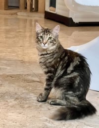 LUNA - Photo 1