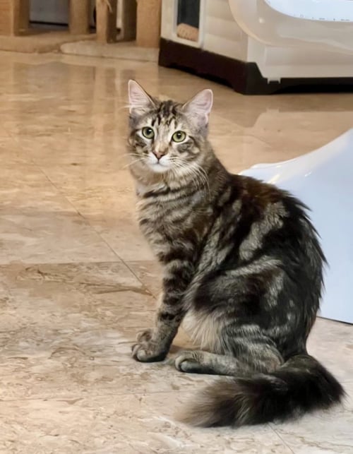 LUNA - Domestic Medium Hair available for adoption