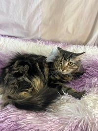 LUNA - Photo 6