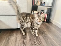 LUNA - Photo 15
