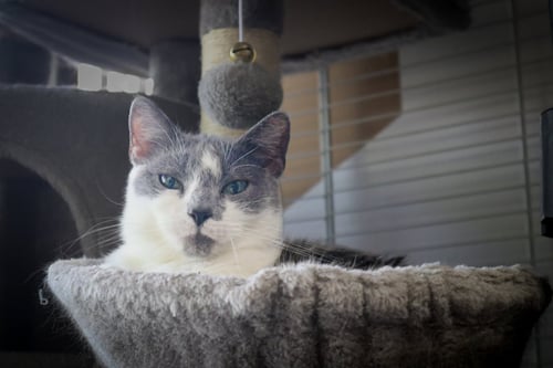 ELISA - Domestic Short Hair available for adoption