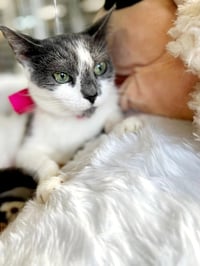 Elisa - Photo 5