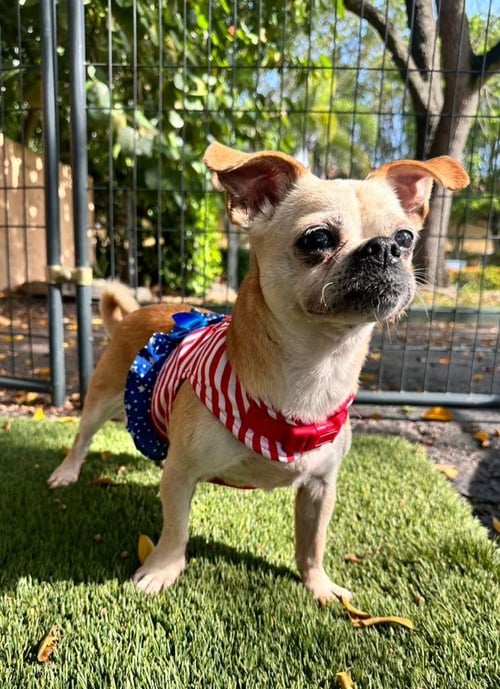 DIAMOND - Pug for adoption in Sunrise