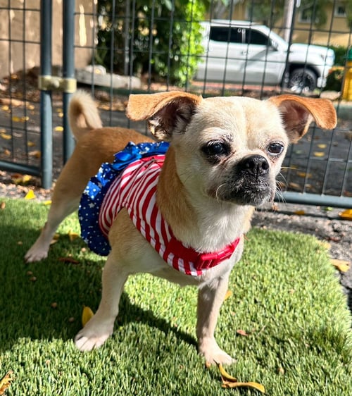 DIAMOND - Pug available for adoption