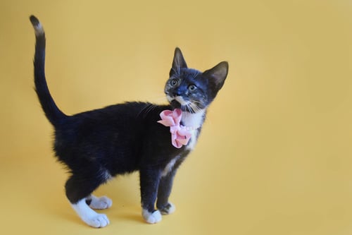 MELISSA - Domestic Short Hair / Tortoiseshell available for adoption