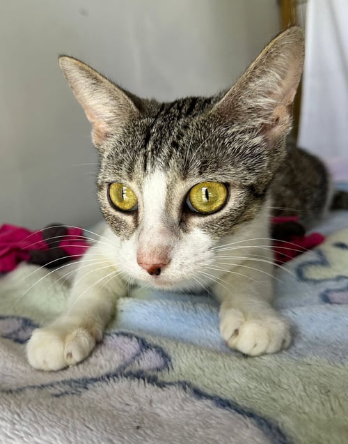 MEREDITH - Domestic Short Hair available for adoption