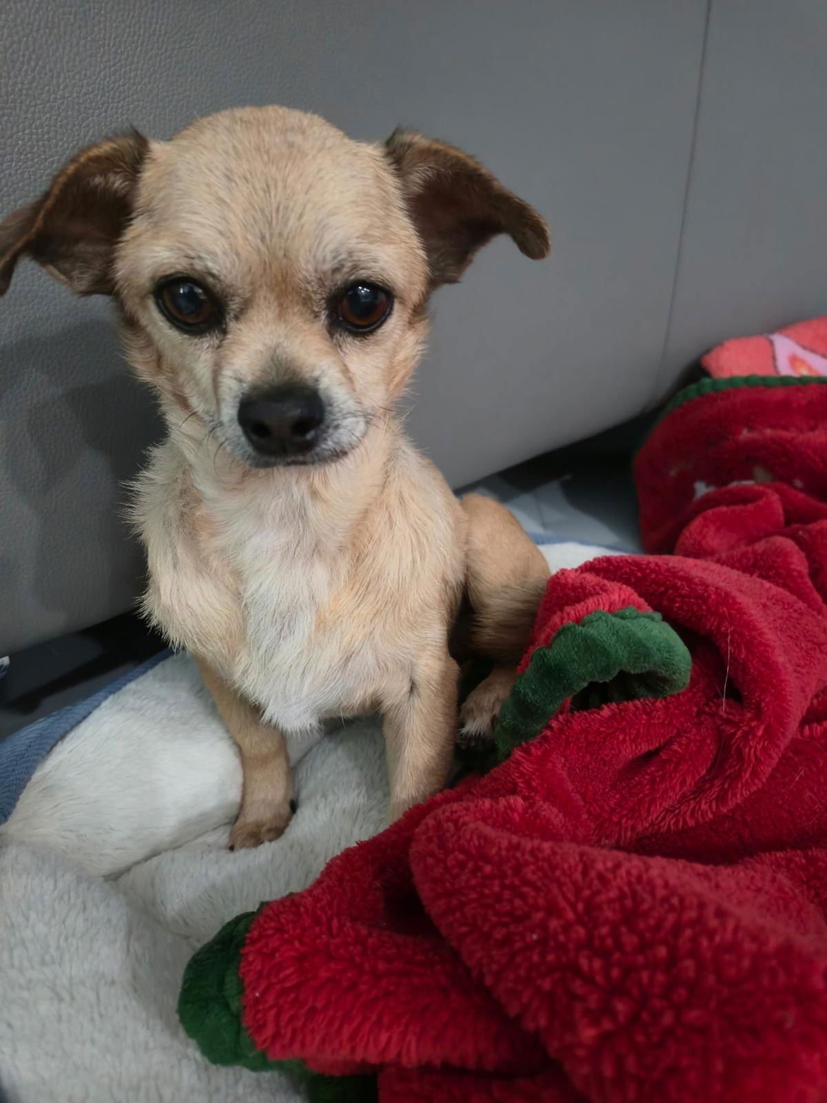 FELIX - Chihuahua available for adoption