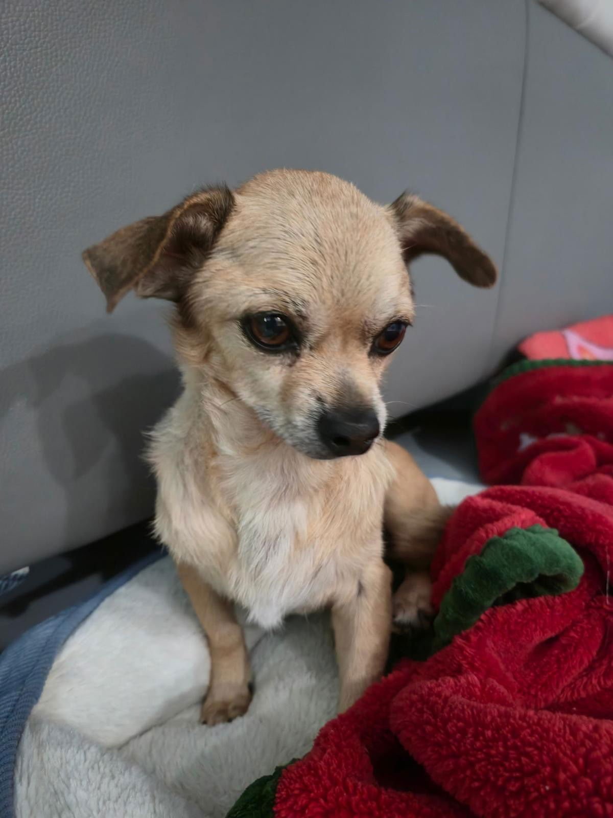 FELIX - Chihuahua available for adoption