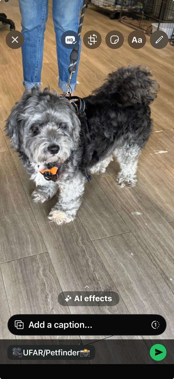 KHALESSI - Poodle (Miniature) / Schnauzer available for adoption