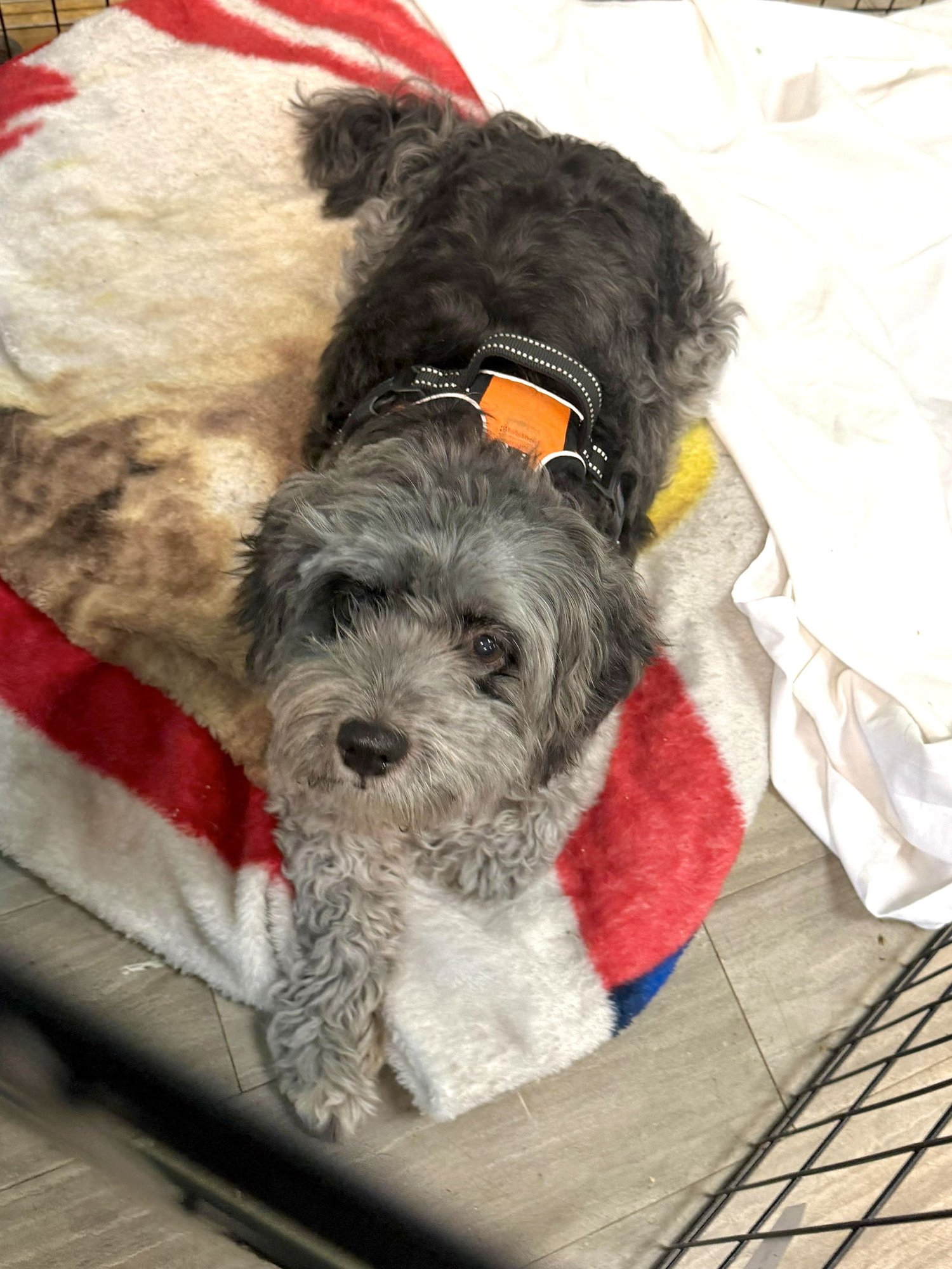 KHALESSI - Poodle (Miniature) / Schnauzer available for adoption