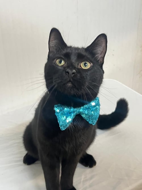 GRAPE - Domestic Short Hair available for adoption