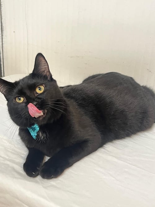 GRAPE - Domestic Short Hair available for adoption