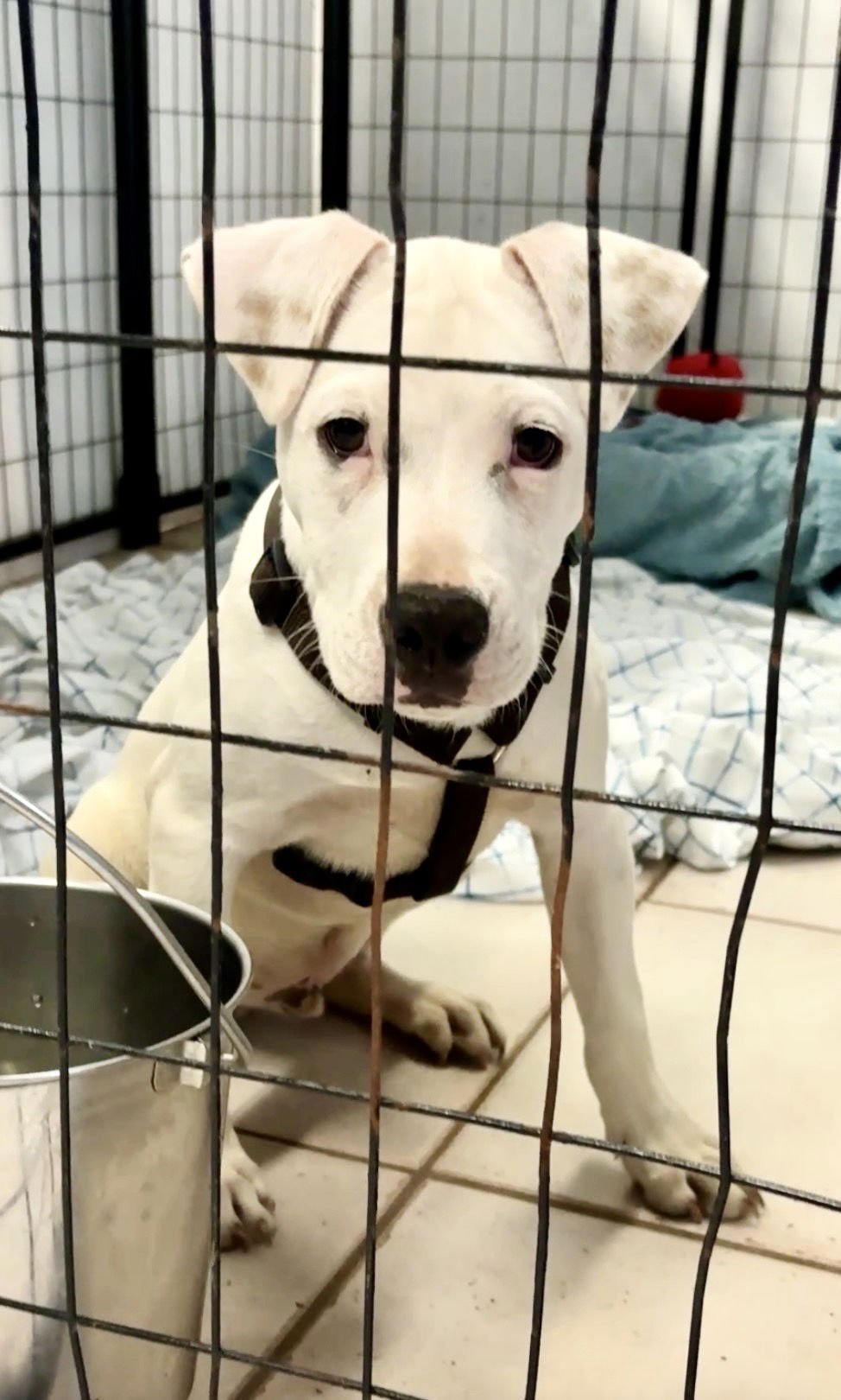 LOKI - American Bulldog available for adoption