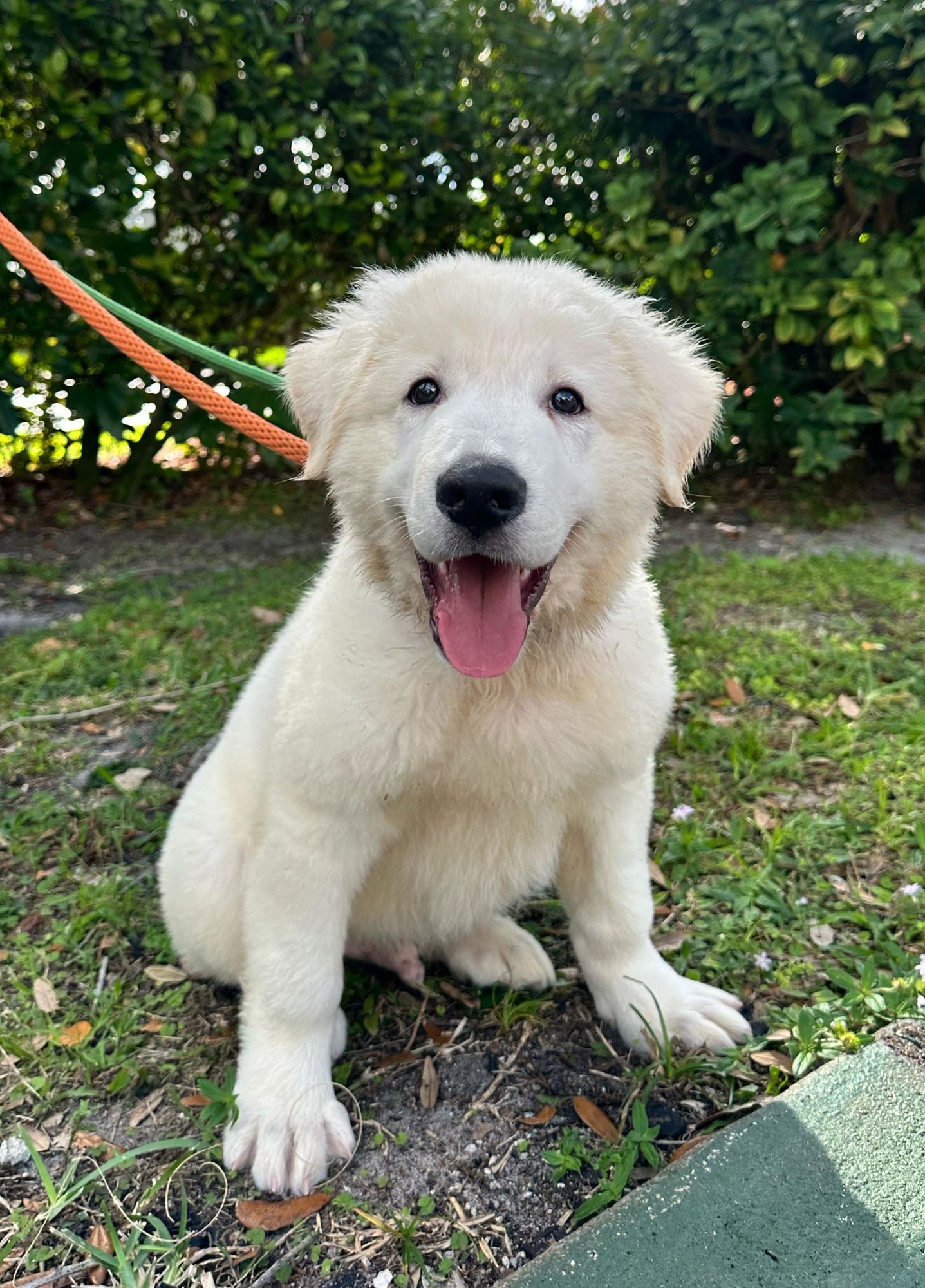 MANGO - Great Pyrenees available for adoption