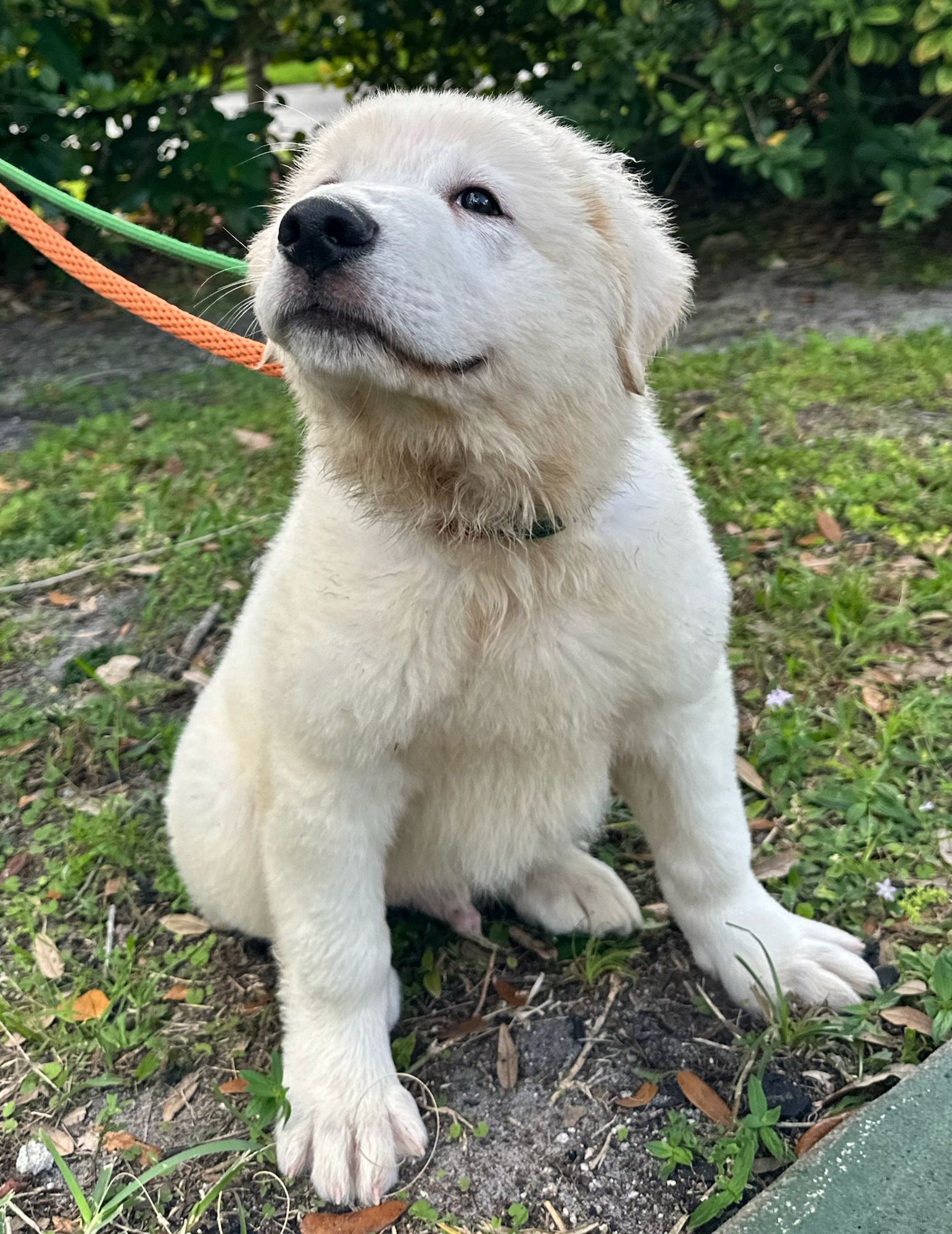 MANGO - Great Pyrenees available for adoption