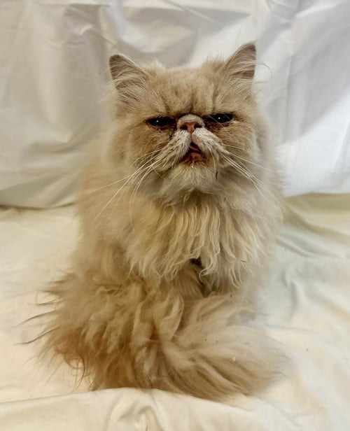 BUTTERNUT - Persian available for adoption