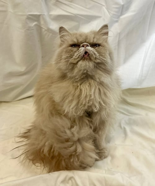 BUTTERNUT - Persian available for adoption