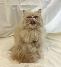 butternut - Photo 3
