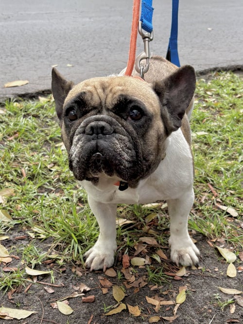 JANEY - French Bulldog available for adoption