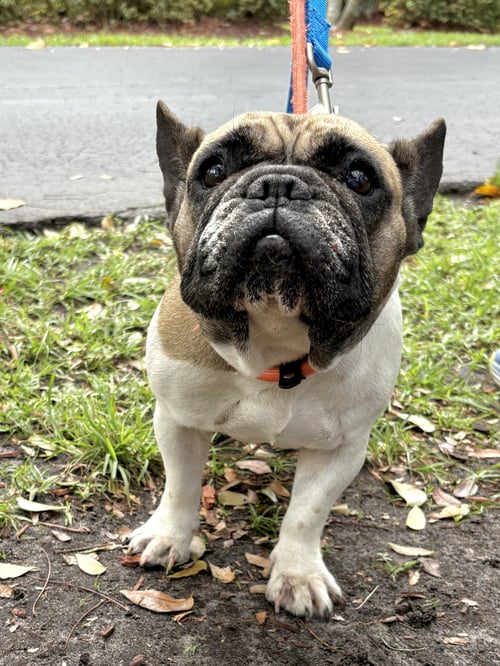 JANEY - French Bulldog available for adoption