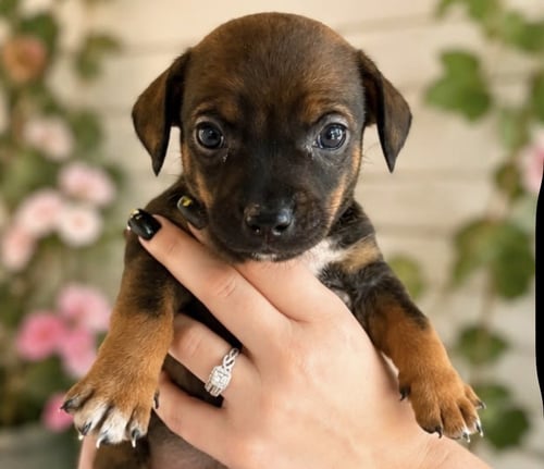CLIFF - Chihuahua available for adoption