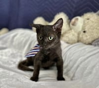 Romeu - Photo 2
