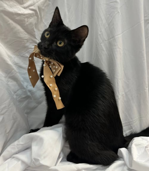 MANIE - Domestic Short Hair available for adoption