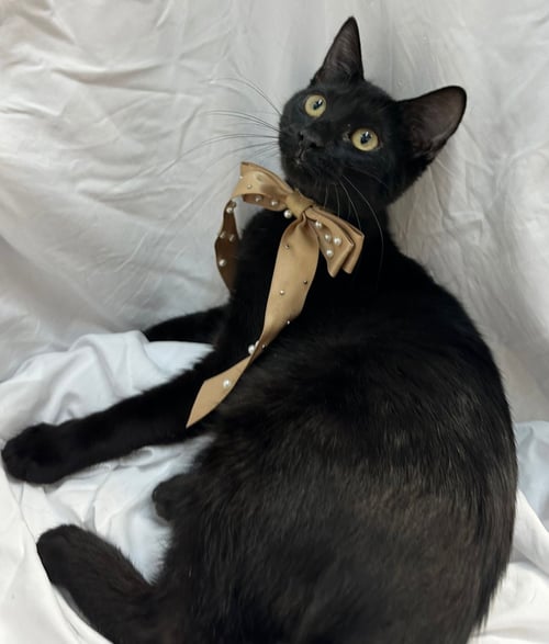 MANIE - Domestic Short Hair available for adoption