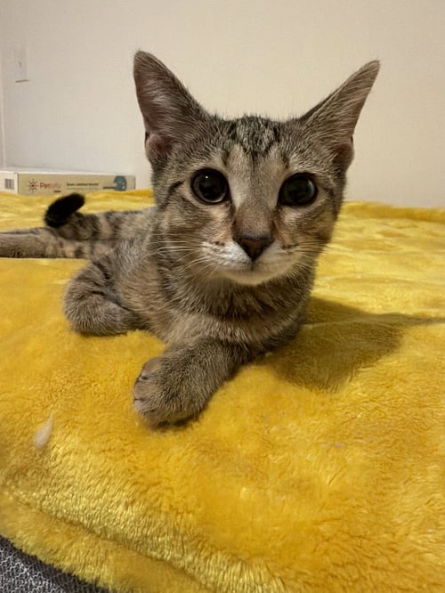 ELLIE - Domestic Short Hair for adoption in Charleston