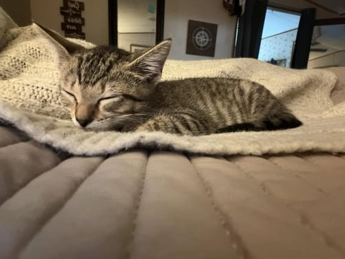 ELLIE - Domestic Short Hair available for adoption