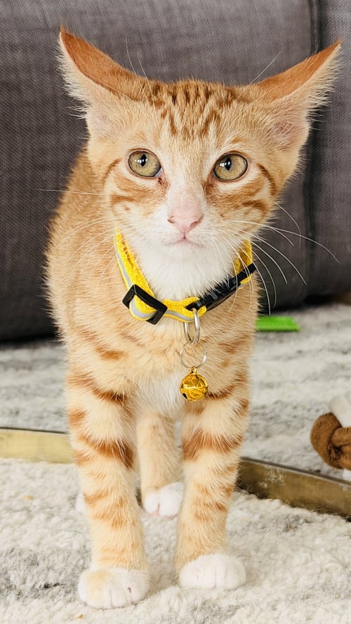 LUCA (YELLOW COLLAR) - Domestic Short Hair for adoption in North Charleston