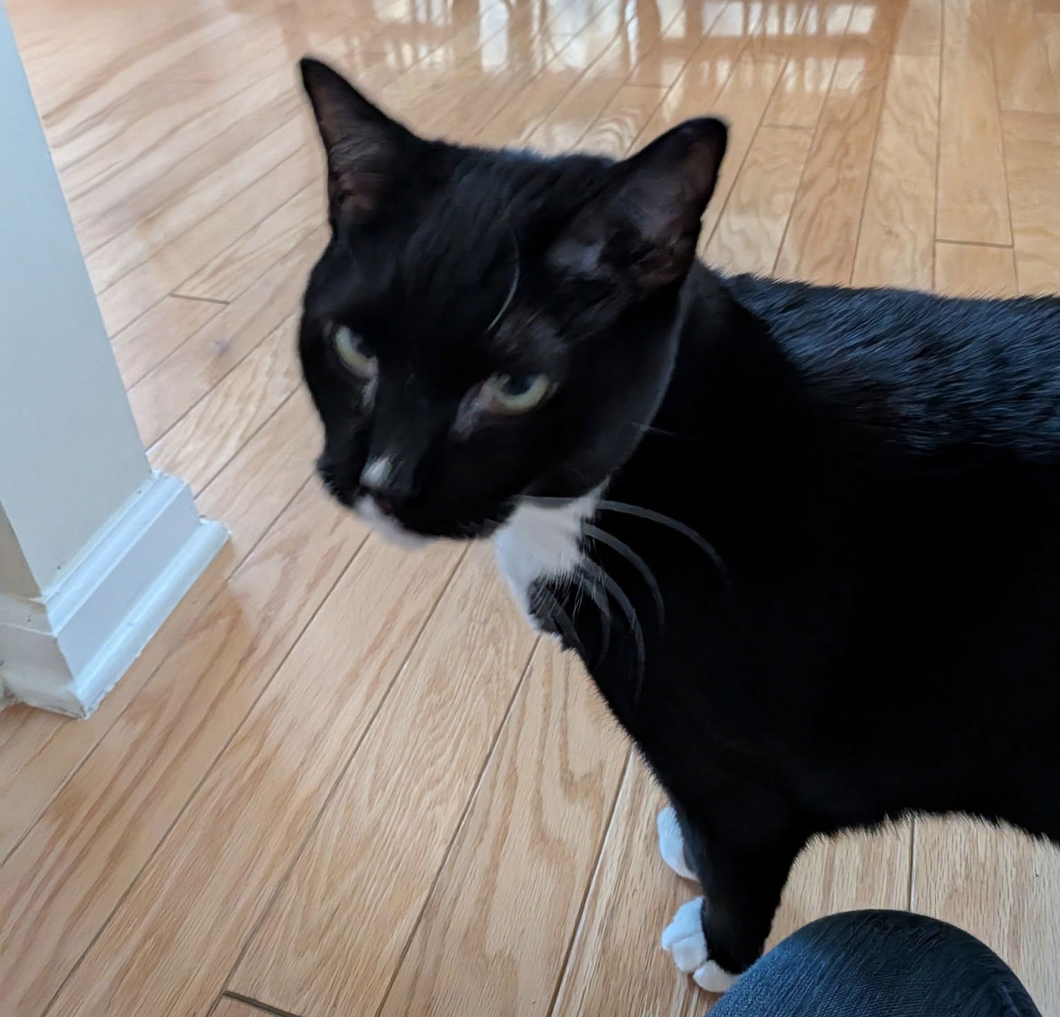 GEORGE - Domestic Short Hair available for adoption