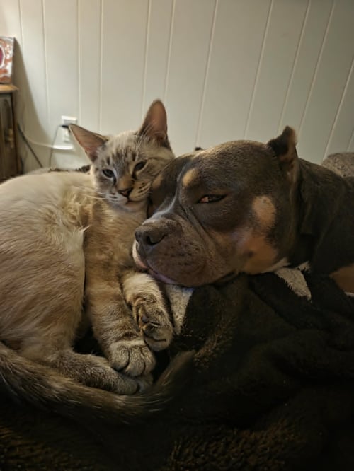 SABINA KATRINA LUXMORE - Pit Bull Terrier available for adoption